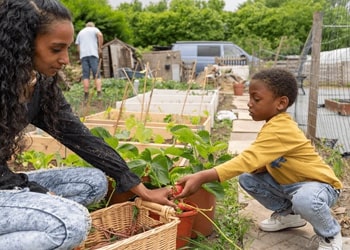 Allotment & Community Garden Clearance