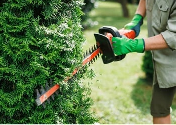 Overgrown Shrub & Hedge Removal
